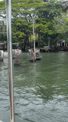 Morning boat ride recorded along Habaraduwa river, Sri Lanka