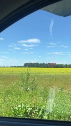 A view from inside a vehicle looking out at a rural landscape. The foreground consists of lush green grass and several small pine trees. Beyond the grass is a vast field of yellow flowers, likely rapeseed or sunflowers, stretching to the horizon. A line of trees forms a dark green border against the bright blue sky, which is dotted with a few white clouds. Some of the trees in the distance appear to have reddish-brown foliage, possibly indicating a different species or a localized effect. The camera is moving, suggesting the video was recorded while the vehicle was in motion. The overall impression is a sunny, picturesque rural scene.