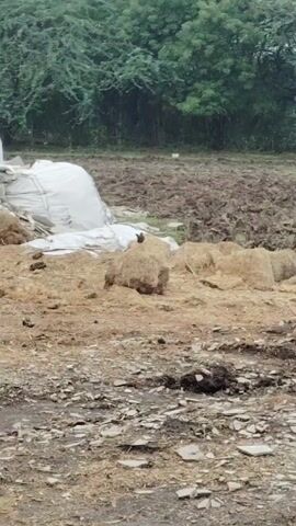 The video shows a field with hay bales, a large white bag, and tilled soil. The ground in the foreground is rocky and wet, and there is a line of trees in the background. The scene is captured in a natural setting, possibly after some agricultural activity.