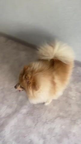 A fluffy Pomeranian dog with tan and white fur walks on a marble-patterned floor. A yellow and green plush toy is visible in the background on the left, and a black garbage bag is seen on the left side of the frame as the dog walks away from it. The dog's tail is bushy and curves over its back. The floor is clean and well-lit.