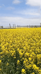 Spring Documentation: Man Photographs Rapeseed Fields in Krasny Kurgan
