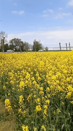 Spring Documentation: Man Photographs Rapeseed Fields in Krasny Kurgan