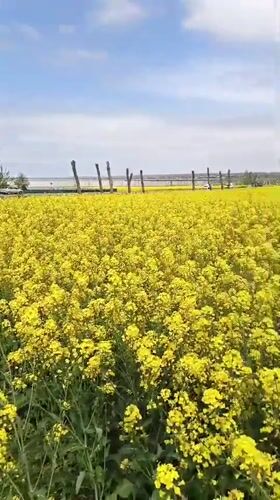 Spring Documentation: Man Photographs Rapeseed Fields in Krasny Kurgan