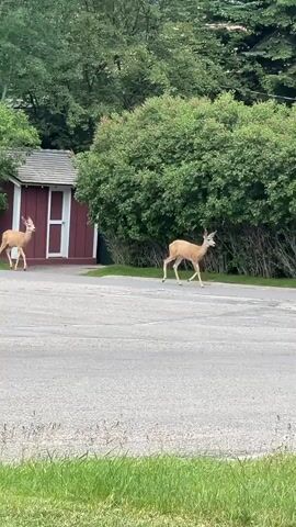 The video shows two deer on a paved surface. To the left, a red building with a white door is partially visible. Behind the deer, there is dense green foliage. In the foreground, there is grass and a gravel area. A wooden utility pole stands near the center of the frame. A portable toilet and an orange traffic cone are to the right of the pole. One deer is walking to the left, while the other is walking to the right. Both deer are facing away from the viewer.