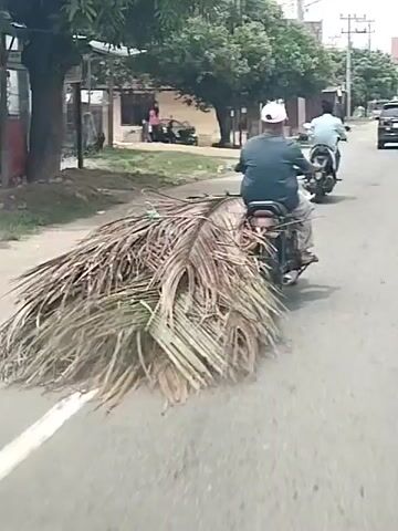 A man on a motorcycle is seen from behind, driving on a paved road. He's wearing a white cap and a blue-green shirt. He's carrying a large bundle of dried palm fronds strapped to the back of the motorcycle. The fronds extend far behind the motorcycle, almost dragging on the ground. In the background, there are buildings and trees. Two women and a child are visible near one of the buildings. Another person is seen on a motorcycle parked nearby.