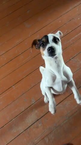 A small, white dog with brown and black markings on its head stands on its hind legs on a brown wooden floor, looking upward. The dog then drops to all four paws and quickly turns its head to the left as a young child walks into the frame from the right. The child, wearing a black and white plaid hooded jacket, white pants with a red stripe, and black and yellow sneakers, stops and smiles widely at the camera. The dog is positioned to the left of the child, looking up at them.