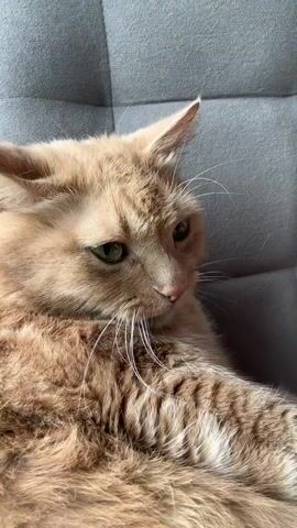 A close-up shot shows a fluffy orange tabby cat with green eyes lying on a gray tufted couch. The cat's whiskers are prominent and white. A human hand briefly enters the frame at the 0:01 mark to pet the cat's head, then withdraws. The cat is heard making distinct meowing sounds throughout the video, and its ears are slightly perked.