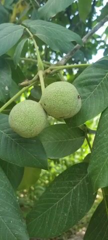 A close-up shot focuses on two green, immature walnuts hanging from a tree branch. The walnuts are round and have a slightly bumpy, textured surface. They are surrounded by lush green leaves. The background is softly blurred, suggesting a natural outdoor environment with dappled sunlight.