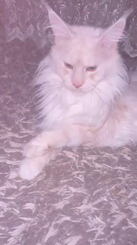 A long-haired, cream-colored cat with large ears is lying down on a patterned rug. Its eyes are closed, and its head is tilted downwards. The cat is grooming its front paw with its tongue. The background appears to be a textured fabric, possibly a curtain or upholstery, with a floral pattern. The lighting is dim, creating a soft, diffused effect.