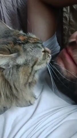 A close-up video shows a fluffy, domestic cat affectionately interacting with a man. The cat, with its distinctive tabby-like fur featuring shades of brown, gray, and hints of orange, is positioned to the left of the frame. Its head is turned towards the man's face, and it is seen actively licking or nuzzling the man's beard and cheek area, with its tongue briefly visible. The cat's eyes appear closed or narrowed, suggesting contentment.

The man, whose face is partially visible on the right side of the frame, has a dark beard. He is lying down, possibly on a bed, indicated by the white fabric of a sheet or blanket beneath him and a textured, possibly quilted, material in the background. His arm is visible in the upper right corner. The lighting is soft, suggesting an indoor setting. The overall mood of the video is one of warmth and affection between the pet and its owner. There is no visible text.