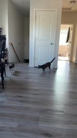 This media file captures two cats playing indoors on a wooden floor. The scene appears to be a living area or hallway, with a white door visible in the background and a chair in the foreground. Sunlight streams in from a window on the right side of the frame, suggesting it is daytime. One cat is dark gray with white paws, while the other is black and white. They are engaged in playful wrestling, with the gray cat appearing to be the more active participant, swatting at the black and white cat who is lying on its back. The overall mood is one of lighthearted playfulness. There is no visible text in the media file.