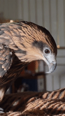 Birds of prey feeding session with raptors and kites