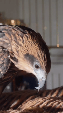 Birds of prey feeding session with raptors and kites