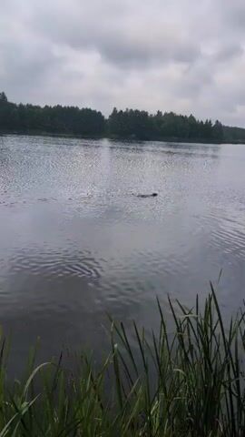 A dog swims across a calm lake. The water is dark and reflects the overcast sky. Trees line the distant shore, and tall grass grows along the near bank. The dog's head and back are visible above the water as it moves from left to right across the frame.