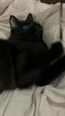 Black cat with green eyes spotted resting on bedding