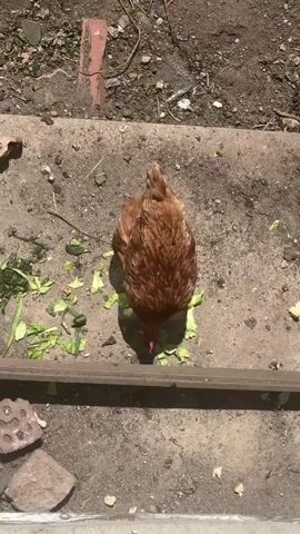 An overhead shot shows a brown chicken pecking at pieces of lettuce on a concrete surface. The chicken is positioned in the center of the frame, facing away from the camera and towards the bottom of the screen. The concrete surface is dusty and has scattered debris, including small rocks and some reddish-brown bricks or tiles. A wooden plank runs horizontally across the bottom of the frame, partially obscuring the concrete. In the background, there is dry dirt and some sparse vegetation. The lighting suggests it is daytime, with distinct shadows cast by the chicken and other objects.