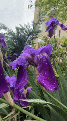 Morning moments in Tbilisi: flowers, makeup, golden retriever