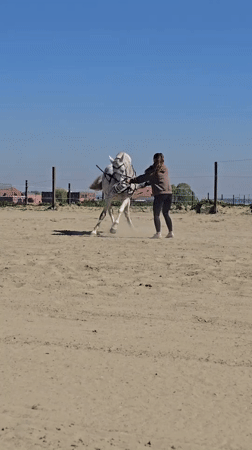 Woman trains dappled grey horse in Belgian outdoor arena