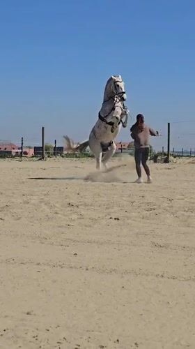 Woman trains dappled grey horse in Belgian outdoor arena