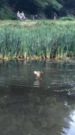 Ducks, wet paths, and green canopy in a Lviv park