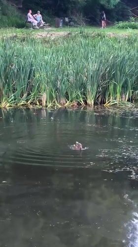 Ducks, wet paths, and green canopy in a Lviv park