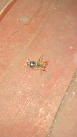 The video shows a brown and black beetle lying on its back on a red wooden surface. The beetle is moving its legs and antennae in an apparent attempt to right itself. There is a small dark object near the beetle. The surface appears to be part of an outdoor structure or deck. The lighting suggests it is nighttime or a dimly lit area.