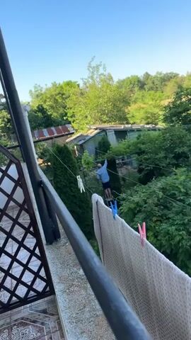 A bald man wearing a blue shirt and dark shorts stands on a metal ladder, reaching up to trim a tall green coniferous tree. He is holding the tree with his left hand and appears to be using pruning shears with his right. There are clotheslines with clothespins and laundry visible in the foreground, suggesting a residential outdoor setting. In the background, there are various structures, including a dilapidated building with a corrugated roof, and dense green foliage. The sky is clear and blue.