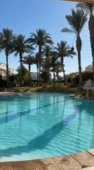 Poolside afternoon at Sharm El Sheikh resort with cats