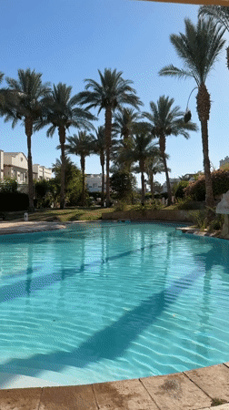 Poolside afternoon at Sharm El Sheikh resort with cats