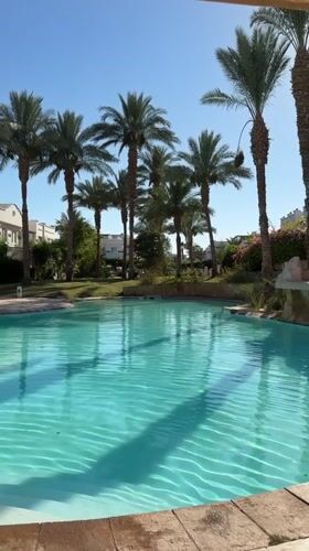 Poolside afternoon at Sharm El Sheikh resort with cats