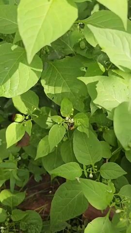 A video shows green foliage with small white flowers. A bee is visible on a leaf in the center of the frame. The camera pans slightly to the right, revealing a tree trunk and brick wall in the background. The foliage appears to be a plant with many leaves and some small blossoms. There is evidence of insects, specifically a bee, interacting with the plant. The environment appears to be outdoors, possibly in a garden or natural setting.