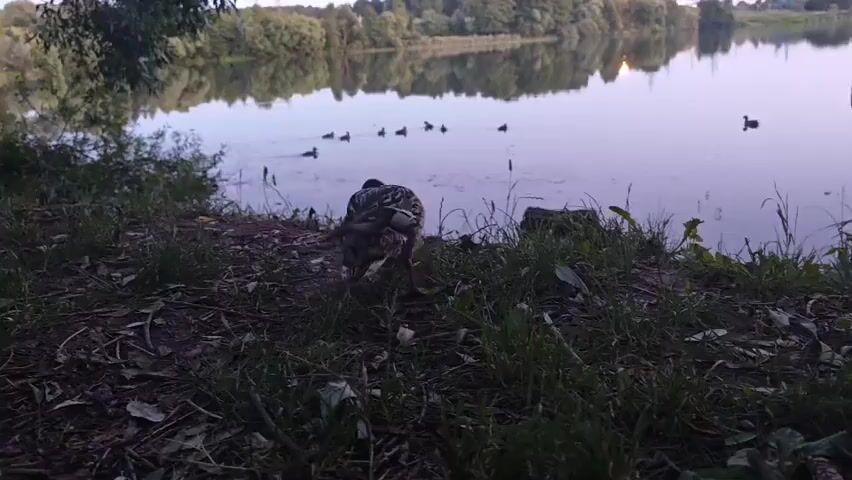A mallard duck is foraging near the edge of a lake. The duck is facing away from the camera and is bent over, appearing to peck at the ground. Several other ducks are swimming in the lake in the background. The lake is surrounded by trees and vegetation, and the sky is a pale blue, reflecting in the water. The scene appears to be a natural environment, possibly a park or wildlife reserve.
