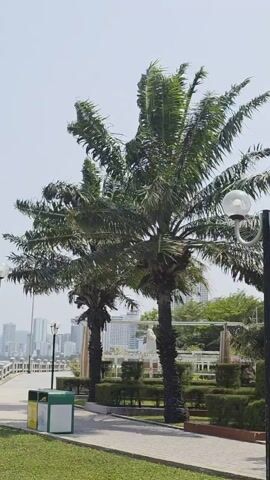 The video presents a stationary, medium shot of a park or waterfront area, showing a pathway lined with two palm trees on the left, a trash receptacle, and ornate lampposts on both sides. In the background, there is a cityscape featuring several tall buildings under a clear sky. The palm trees sway gently in the wind, and neatly trimmed bushes are seen behind them. The pathway is paved with stone or concrete tiles, and green grass surrounds the objects.  The lighting is bright, suggesting it is daytime. The scene is static, with no apparent human activity, giving a calm and peaceful feel.
