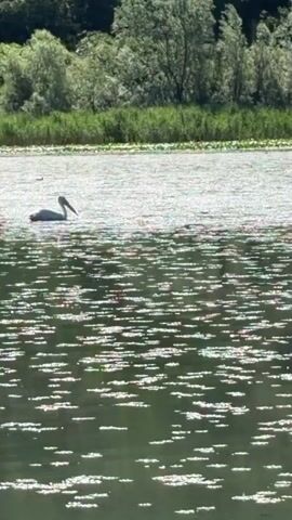 A white pelican swims from left to right across a sun-dappled body of water largely covered with green aquatic vegetation. The background features a densely vegetated shoreline with numerous green trees and bushes. Above the treeline, several light-colored buildings and a red vehicle are visible. The camera slowly pans to the right, following the pelican. Distant voices speaking in what sounds like Russian are heard.