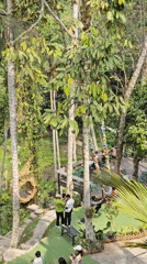 Morning at Tegallalang's terraced rice paddies and gardens