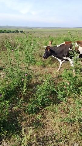 A cow with white and brown markings is standing in a field of green grass and plants. The cow is facing to the left and appears to be grazing. The background is a hazy blue sky and distant hills. There is another smaller brown cow visible in the background to the left. The camera appears to be held vertically and is moving slightly.