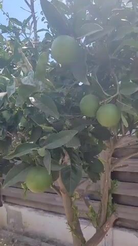 The video shows a close-up of a small citrus tree with several green fruits. The tree has green leaves and a brown trunk and branches. The fruits are round and appear to be unripe. The tree is in a sunny outdoor environment, with a wooden fence and a building visible in the background. The camera pans slightly upwards, revealing a clear blue sky with some sun glare. There are no people or animals visible in the video.