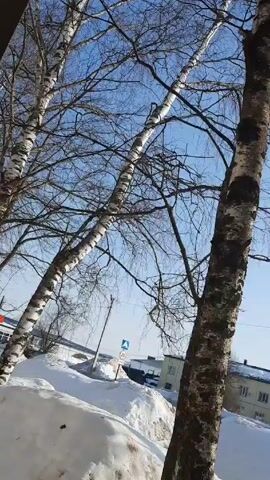 The video shows a scene with several birch trees against a blue sky. The trees are mostly bare, with only a few thin branches visible. There is snow on the ground. In the background, there is a building with windows and a street sign. The camera pans upwards, focusing on the trees and sky. There are no people visible in the video.