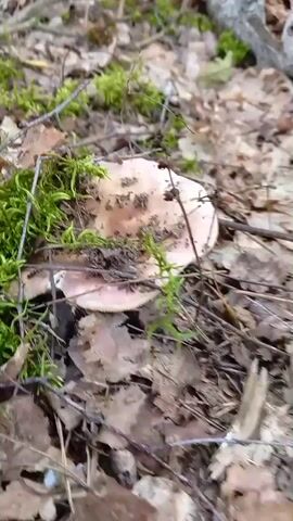 This video shows a close-up, shaky view of a forest floor in Mastovsky Sel'skiy Sovet, Belarus. The primary subject is a cluster of mushrooms with light pink caps, partially obscured by bright green moss and dry, fallen leaves. Twigs and forest detritus are scattered around the mushrooms. The camera is very close to the ground, and the focus is on the textures of the moss, leaves, and mushrooms. The lighting suggests it is daytime, likely overcast or shaded, as there are no strong shadows. The overall mood is natural and somewhat still, focusing on the micro-environment of the forest floor. There is no visible text in the video.