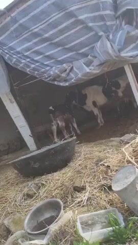 The video shows a cow and a calf inside a makeshift shelter constructed from a striped tarp stretched over a frame. The animals are standing on a dirt floor covered with hay. In the foreground, there are several items including a large, dark-colored bowl, a smaller metal bowl, and a clear plastic container. The light is dim inside the shelter, making the details of the animals slightly obscured. The surrounding area outside the shelter is also covered in hay.