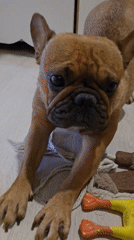French bulldog plays, naps, and poses at home in Krasnodar