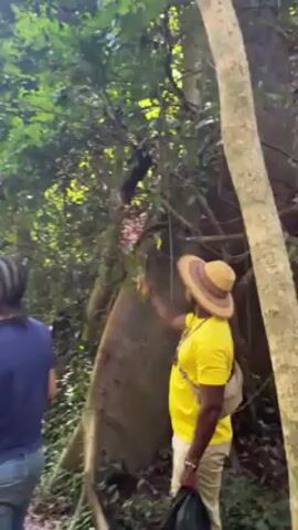 Two men are standing next to a large tree in a lush, green forest. The man in the foreground wears a yellow shirt, a light brown hat, and beige pants. He is holding something in his hand. The second man is behind him, wearing a blue shirt and jeans. The forest is dense with trees and foliage. A third man walks away from the group in the background.