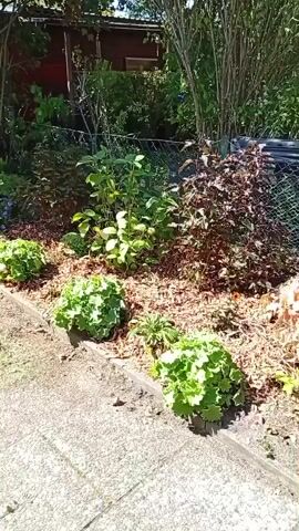 A video shows a garden on a sunny day. In the foreground, there is a paved area and a raised garden bed. The garden bed contains several plants with variegated green and white leaves, mulch, and some small purple flowers. Behind the garden bed, there are more plants, including shrubs with dark red leaves and a larger green leafy plant. In the background, there is a wooden shed and a chain-link fence. The overall impression is of a well-maintained, shady garden.