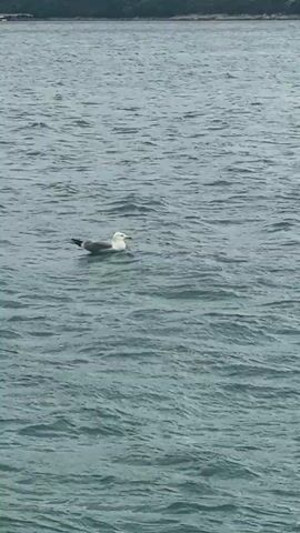 The video shows a seagull floating on the water. The seagull is white with grey wings. The water is a dark grey-green, with small ripples on the surface. In the background, there is a green coastline. The video then zooms out to show a decorative rock border along the edge of the water. In the distance, there are wind turbines on the horizon. The sky is light blue with fluffy white clouds.