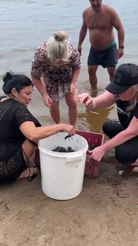 Four people are on a sandy beach near a body of water. In the foreground, two women are kneeling. One woman on the left, with dark hair, is wearing a black lace top and holding a crayfish out of a white bucket. The other woman, with blonde hair, is wearing a patterned dress and is also looking into the bucket, reaching for a crayfish. To the right, a third person, wearing a black baseball cap, is also kneeling and reaching into a pink crate filled with crayfish. Behind them, a shirtless man wearing dark shorts stands in the shallow water. The water is calm and appears to be a lake or river. The overall activity appears to be related to catching or collecting crayfish.