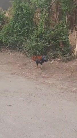 A rooster with red, black, and tan plumage pecks at the ground on a dirt path next to a patch of dense green foliage. The rooster is positioned in the center of the frame, facing left, with its head lowered. The path is dusty and appears to be unpaved. In the background, the foliage is thick and overgrown, with some dry, straw-like plants visible at the top right. Further in the background, a portion of a building or wall is visible. The scene is outdoors and appears to be in a rural or semi-rural environment.