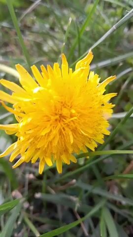 This is a close-up, still image of a bright yellow dandelion flower in bloom. The flower is the central subject, occupying most of the frame. Its petals are numerous and feathery, radiating outwards from a densely packed center. The flower appears to be growing in a grassy area, with blades of green grass and some blurred foliage visible in the background, suggesting an outdoor, natural setting. The focus is sharp on the dandelion, while the background is softly blurred, creating a shallow depth of field.

The lighting suggests it could be daytime, possibly late morning or early afternoon, given the brightness of the flower and the dappled appearance of the background, which might indicate sunlight filtering through leaves or clouds. There are no visible people or animals in the image. The activity taking place is simply the natural state of the dandelion in bloom.

There are no discernible location cues in the image itself, such as signs or landmarks. However, with the provided context of Gliczarów Górny, Poland, the scene is situated in a rural or semi-rural environment, likely during springtime or summer when dandelions are in season. The overall mood conveyed by the image is one of natural beauty and simplicity, with the vibrant yellow of the dandelion standing out against the green backdrop. No text is visible in the media file.