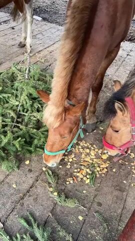 The video shows two horses eating food scattered on a wooden floor. The horse on the left is larger, with a brown coat and a lighter, possibly flaxen, mane and tail, wearing a light blue-green halter. Its head is down, focused on eating. To its right, a smaller horse with a light brown or dun coat and a dark mane and tail wears a red halter, also eating from the same pile of food. The food consists of various grains and chopped items, resembling carrots and apples. Green pine or fir branches are strewn across the wooden surface. A portion of a third horse's leg is visible on the far left of the frame. The scene appears to be an outdoor or semi-covered area, possibly a stable or barn walkway, with natural daylight and some greenery visible in the background. The horses seem calm and engaged in eating. There is no visible text.
