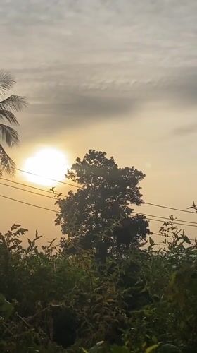 Rooster moves through tropical landscape at sunrise in Nigeria