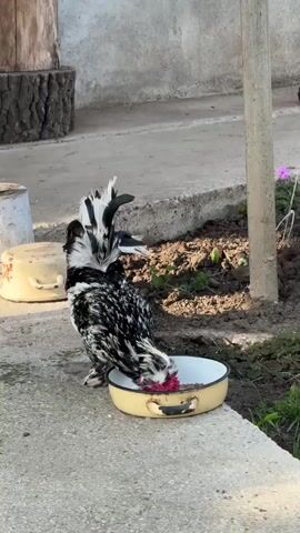 A black and white rooster pecks at food in a cream-colored bowl with black handles set on a concrete path near a garden. The garden area has dark soil and some green sprouts. Behind the rooster is a weathered cement wall, a section of a tree stump, and a cream-colored bucket. A thin gray pole stands at the edge of the garden. The light suggests it is a bright day.